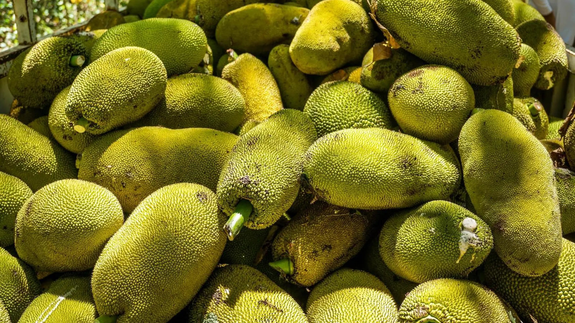 Kemp Dome @Jackfruit Jungle Paradise Chiquila Mexiko