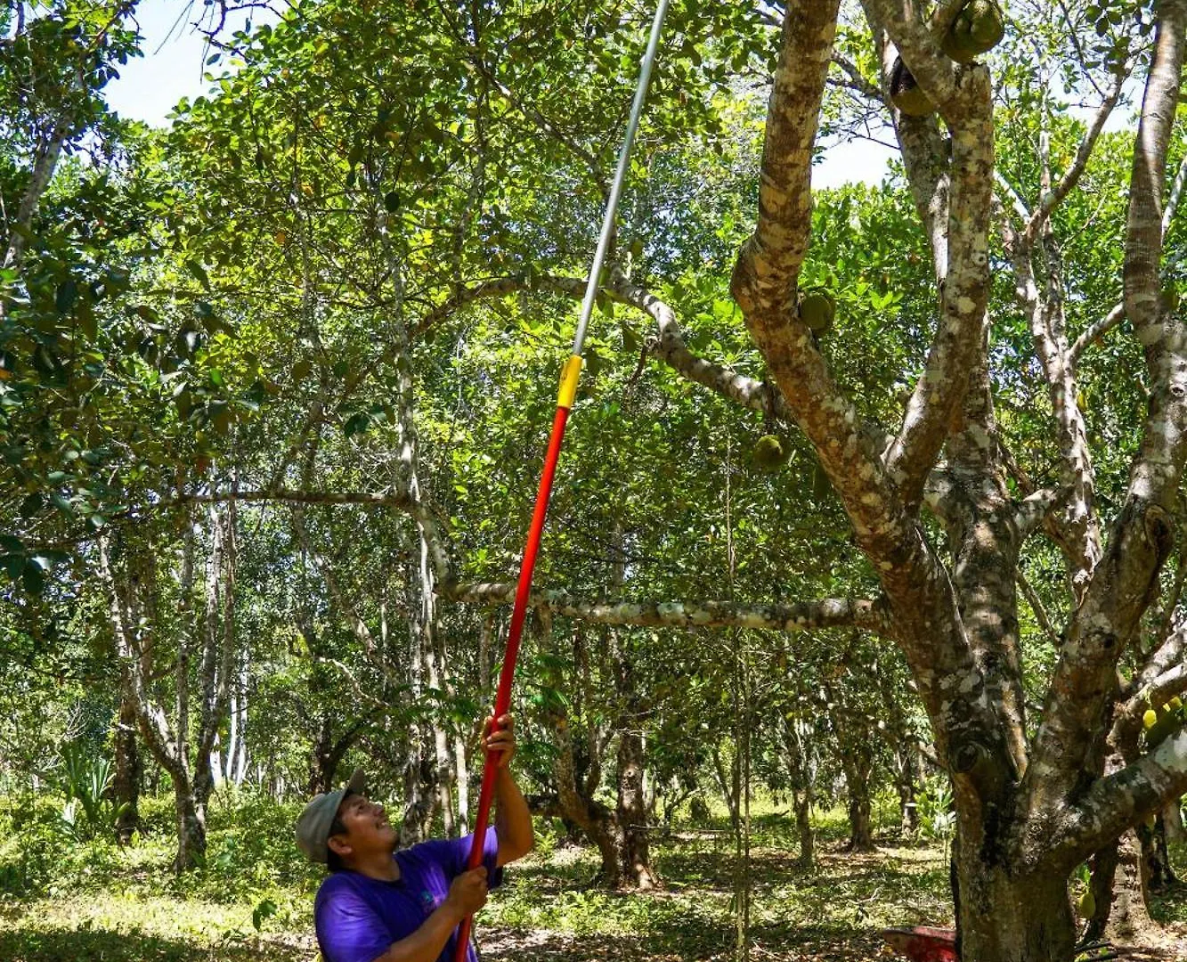 Kemp Dome @Jackfruit Jungle Paradise Chiquila Mexiko