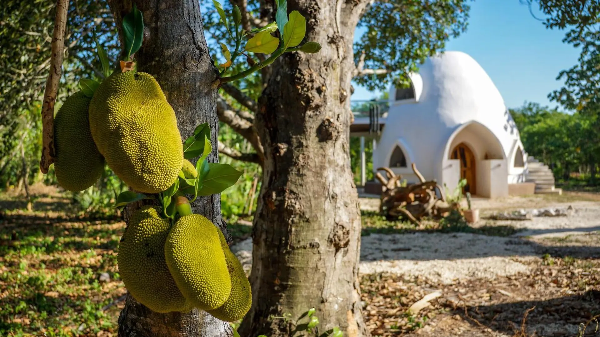 Dome @Jackfruit Jungle Paradise Chiquila