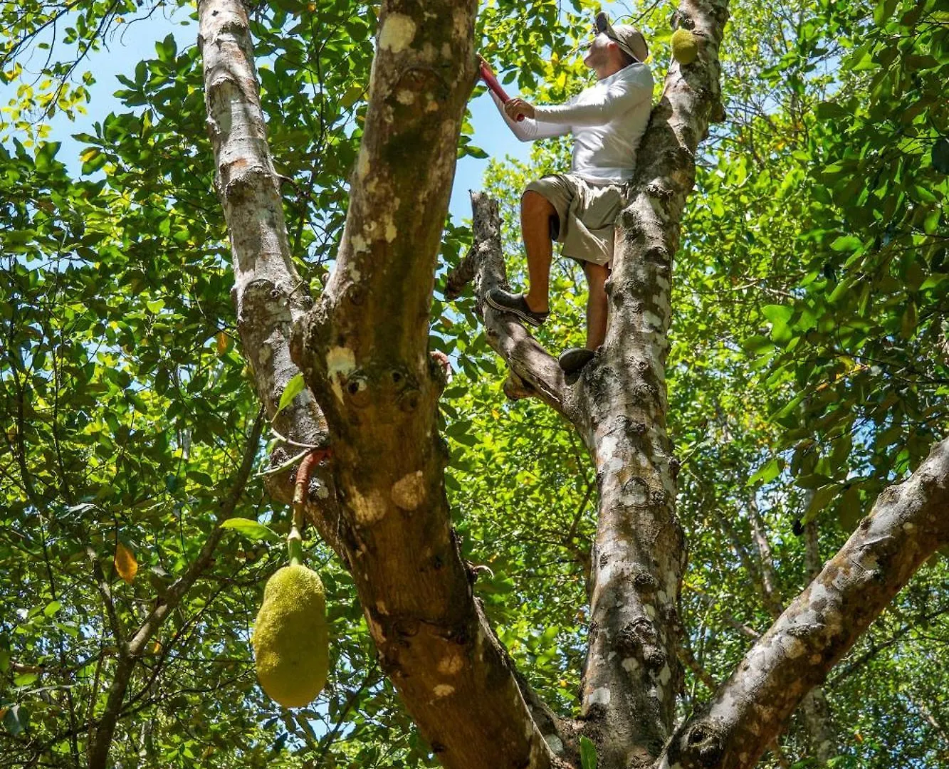 Dome @Jackfruit Jungle Paradise Chiquila Campsite