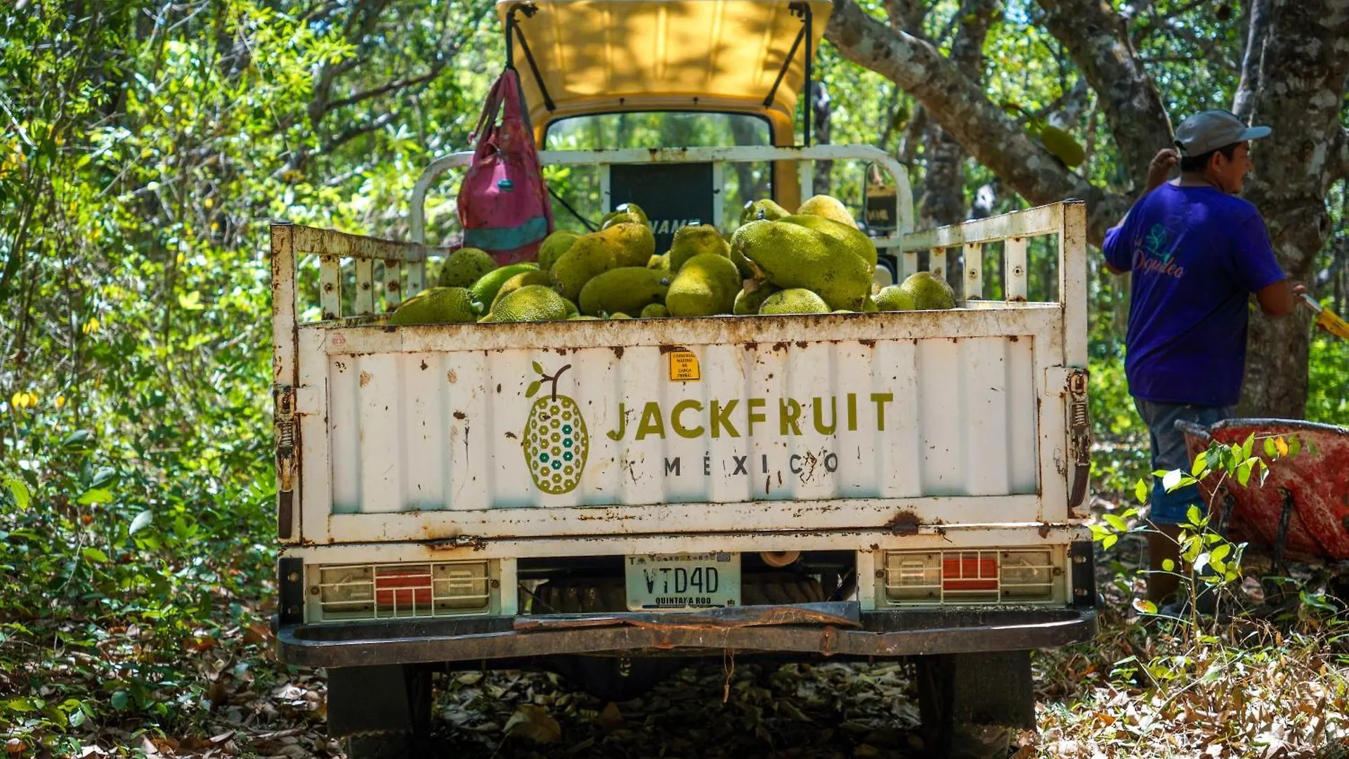 Dome @Jackfruit Jungle Paradise Chiquila 0*,  Mexico