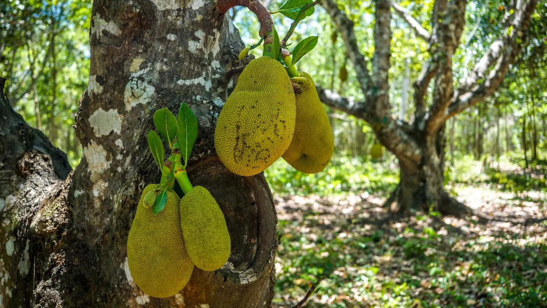 Dome @Jackfruit Jungle Paradise Chiquila